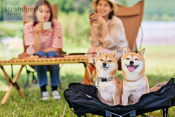 Junge japanische Frauen mit Hunden auf dem Campingplatz