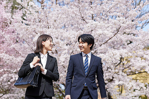 Japanische Erstsemester mit Kirschblüten in voller Blüte