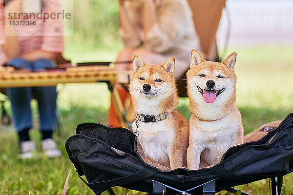 Junge japanische Frauen mit Hunden auf dem Campingplatz