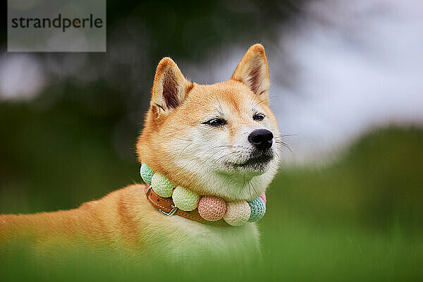 Shiba Inu Hund auf grünem Gras
