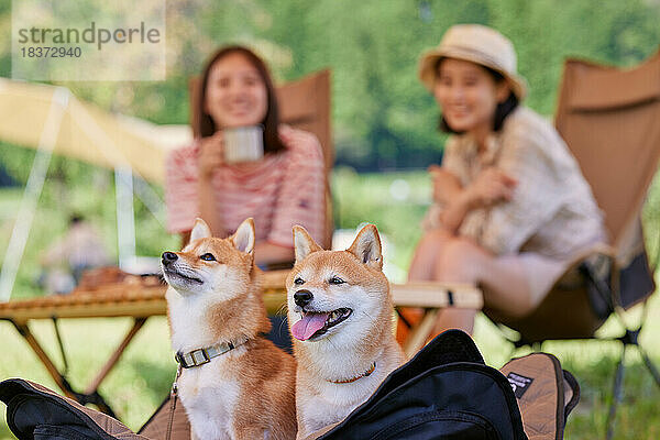 Junge japanische Frauen mit Hunden auf dem Campingplatz