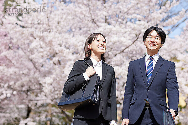 Japanische Erstsemester mit Kirschblüten in voller Blüte