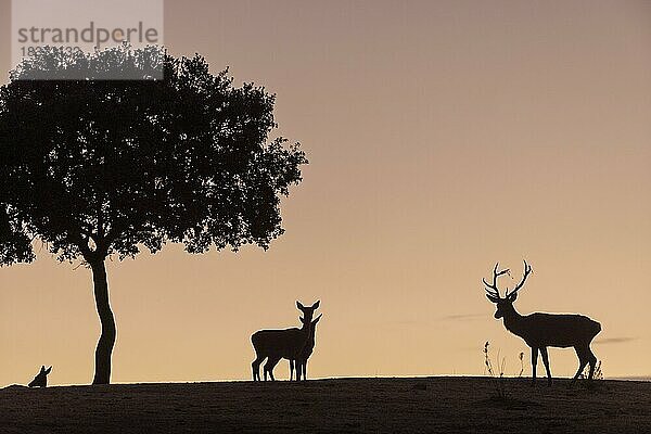 Rothirsch (Cervus elaphus)  Männchen mit Weibchen  starkes Geweih  Silhouette  unter Baum  Andujar  Andalusien  Spanien  Europa