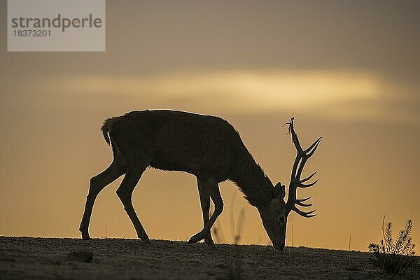 Rothirsch (Cervus elaphus)  Männchen  starkes Geweih  Silhouette  Andujar  Andalusien  Spanien  Europa