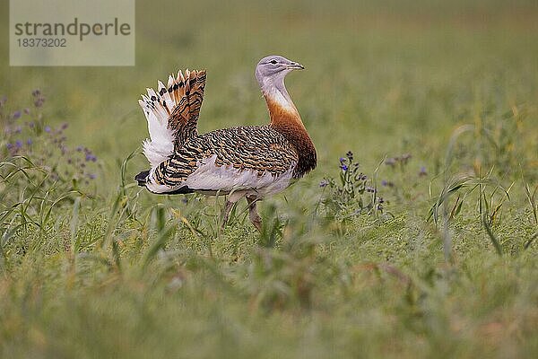 Großtrappe (Otis tarda)  adultes Männchen  mit aufgerichteten Schwanz  bei der Balz  Provinz Badajoz  Extremadura  Spanien  Europa