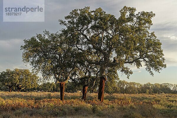 Korkeichen (Quercus suber)  Provinz Toledo  Kastilien-La Mabcha  Spanien  Europa