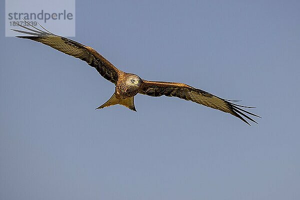 Rotmilan (Milvus nilvus) fliegend  fliegt  Provinz Toledo  Castilla-La Mancha  Spanien  Europa