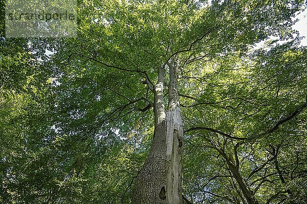 Blick ins Kronendach  Buche mit Totholzstrukturen im Darßer Urwald  Nationalpark Vorpommersche Boddenlandschaft  Mecklenburg-Vorpommern  Deutschland  Europa