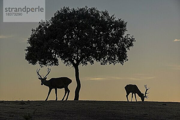 Rothirsch (Cervus elaphus)  2 Männchen  starkes Geweih  Silhouette  unter Baum  Andujar  Andalusien  Spanien  Europa