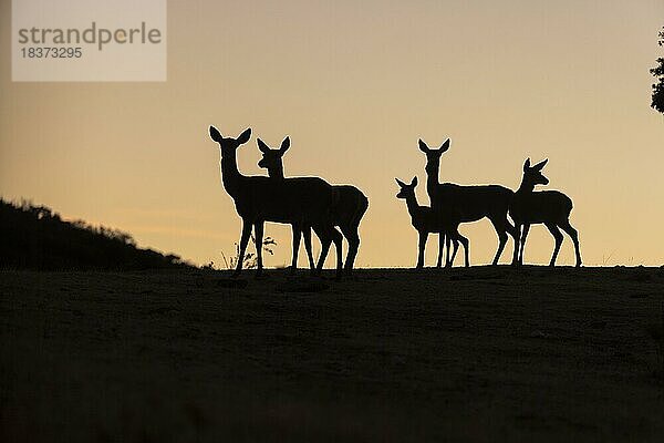 Rothirsch (Cervus elaphus)  Wibchengruppe  Silhouette  Andujar  Andalusien  Spanien  Europa