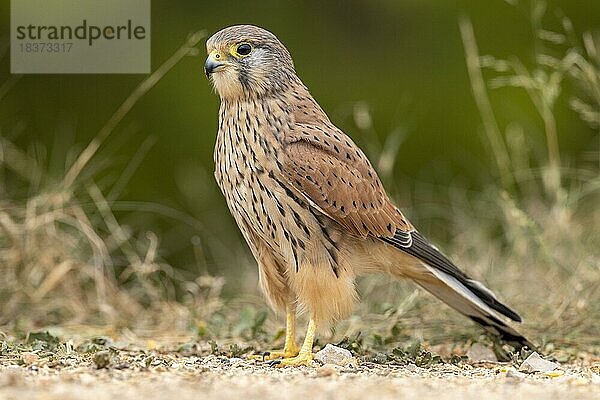 Turmfalke (Falco tinnunculus)  adultes Männchen  auf gebogenem Ast  Valencia  Andalusien  Spanien  Europa