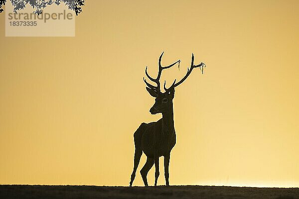 Rothirsch (Cervus elaphus)  Männchen  starkes Geweih  Silhouette  unter Baum  Andujar  Andalusien  Spanien  Europa