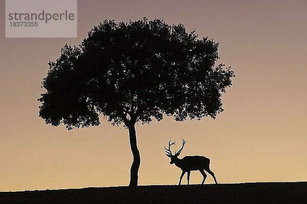 Rothirsch (Cervus elaphus)  Männchen  starkes Geweih  Silhouette  unter Baum  Andujar  Andalusien  Spanien  Europa