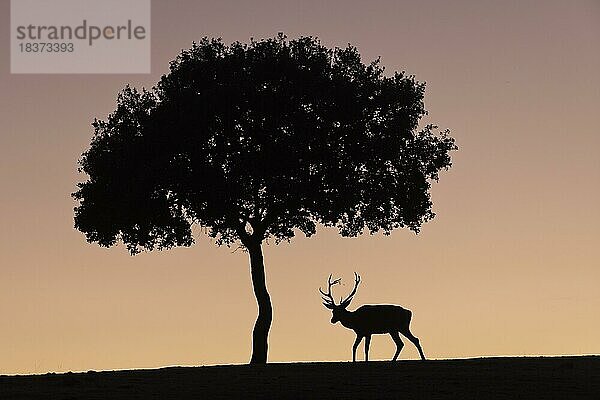 Rothirsch (Cervus elaphus)  Männchen  starkes Geweih  Silhouette  unter Baum  Andujar  Andalusien  Spanien  Europa