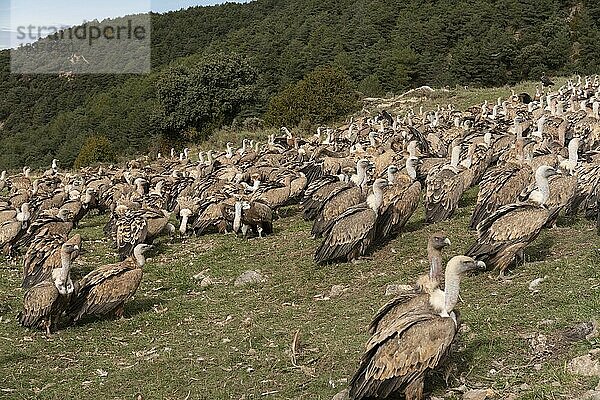Gänsegeier (Gyps fulvus) am Fütterungsplatz  große Ansammlung  Pyrenäen  Katalonien  Spanien  Europa