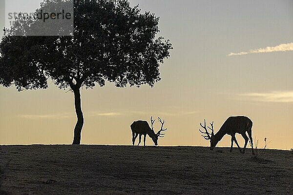 Rothirsch (Cervus elaphus)  2 Männchen  starkes Geweih  Silhouette  unter Baum  Andujar  Andalusien  Spanien  Europa