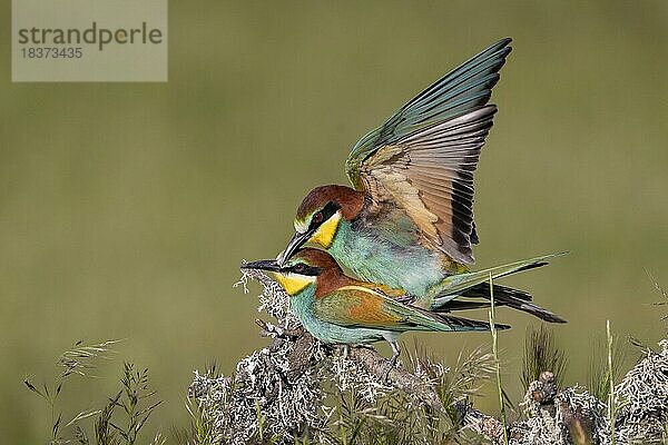 Bienenfresser (Merops apiaster)  Kopulation  Provinz Toledo  Castilla-La Mancha  Spanien  Europa