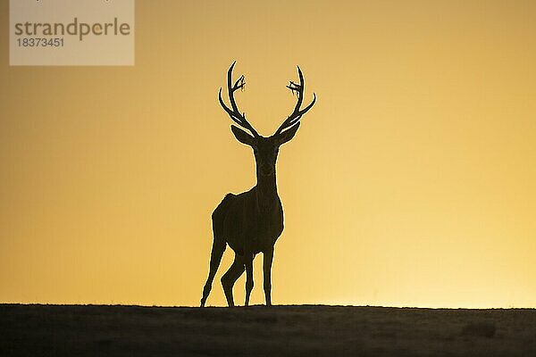 Rothirsch (Cervus elaphus)  Männchen  starkes Geweih  Silhouette  Andujar  Andalusien  Spanien  Europa