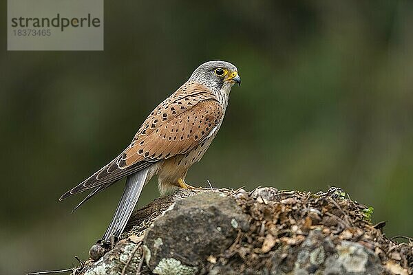 Turmfalke (Falco tinnunculus)  Männchen  am Boden  auf kleinem Hügel  Provinz Cardoba  Andalusien  SpanienTurmfalke (Falco tunninculus)