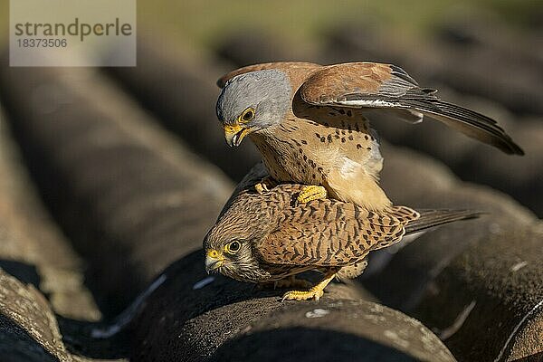 Rötelfalken (Falco naumanni)  Kopulation auf Ziegeldach  Extremadura  Spanien  Europa