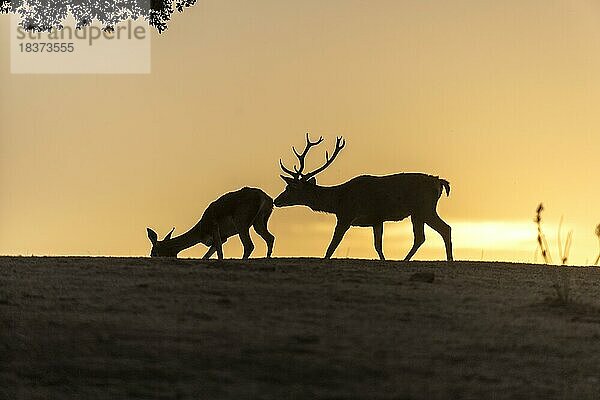 Rothirsch (Cervus elaphus)  Männchen und Weibchen  starkes Geweih  Silhouette  unter Baum  Andujar  Andalusien  Spanien  Europa