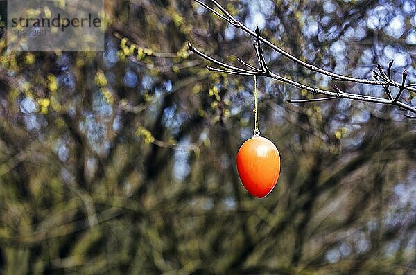 Einzelnes orangefarbenes Osterei hängt draußen am kahlen Strauch  einfache minimalistische Dekoration  Deutschland  Europa