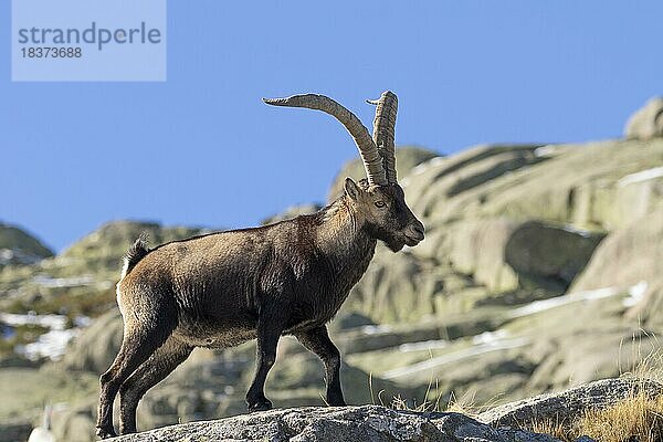 Iberiensteinbock  Gredos-Steinbock (Capra pyrenaica victoriae)  adultes Männchen  große Hörner  Sierra de Gredos  Provinz Avila  Kastilien-Leon  Spanien  Europa