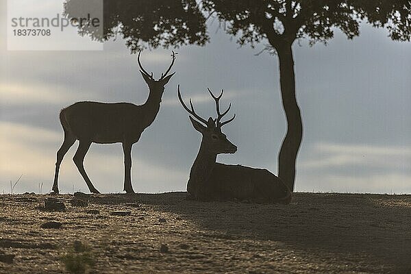 Rothirsch (Cervus elaphus)  2 Männchen  Gegenlicht  unter Baum  Andujar  Andalusien  Spanien  Europa