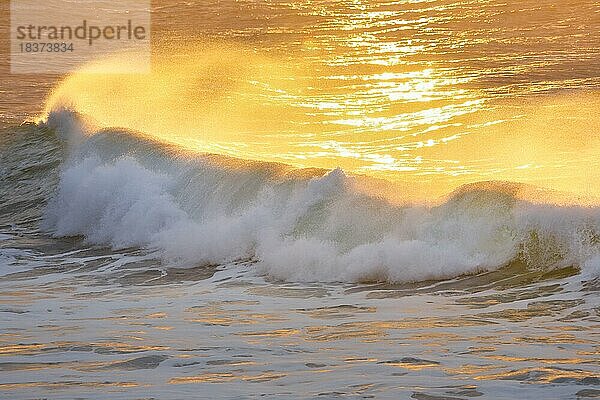 Grosse Welle im Gegenlicht  bricht bei goldenen Abendlicht auf offenem Meer an der Westküste der Bretagne  Frankreich  Europa