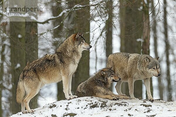 Wolfsrudel  Timberwölfe (Canis lupus lycaon) im Schnee  captive  Deutschland  Europa