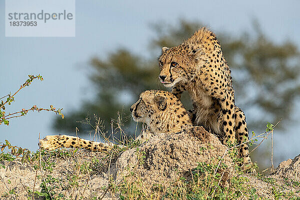 Ein Gepard und sein erwachsenes Junges  Acinonyx jubatus  zusammen auf einem Termitenhügel.