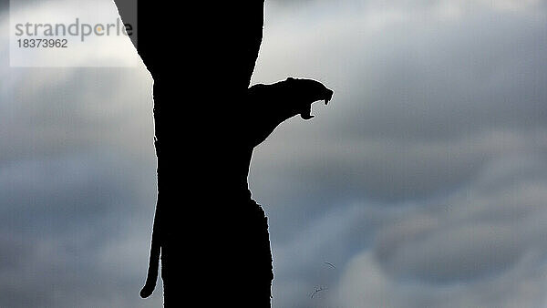 Die Silhouette eines gähnenden Leoparden  Panthera pardus.