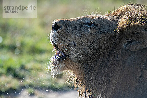 Ein männlicher Löwe  Panthera Leo  brüllt  Seitenprofil.