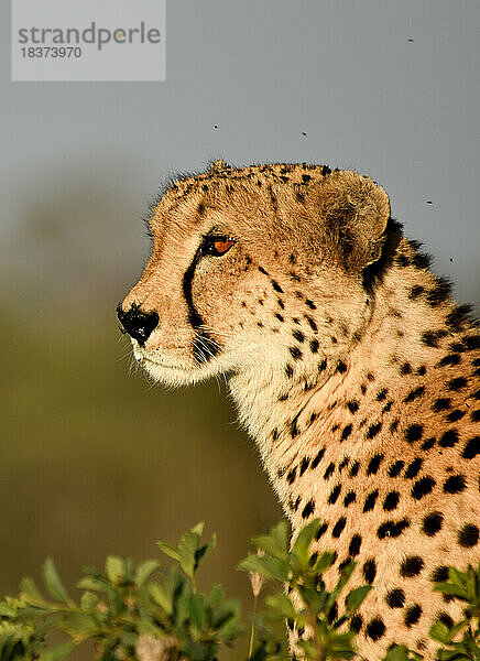 Ein Seitenprofil eines Geparden  Acinonyx jubatus.