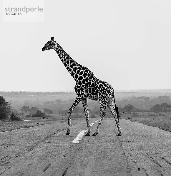 Eine Giraffe  Giraffa  geht in Schwarz und Weiß über eine Straße.