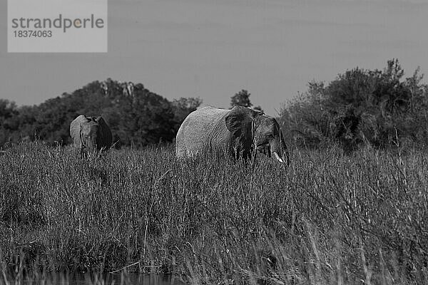 Zwei Elefanten  Loxodonta africana  laufen durch langes Gras  in Schwarz und Weiß.