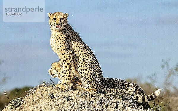 Ein Gepard und sein erwachsenes Junges sitzen zusammen auf einem Termitenhügel.