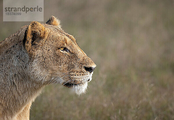 Eine Löwin  Panthera leo  starrt im Seitenprofil.