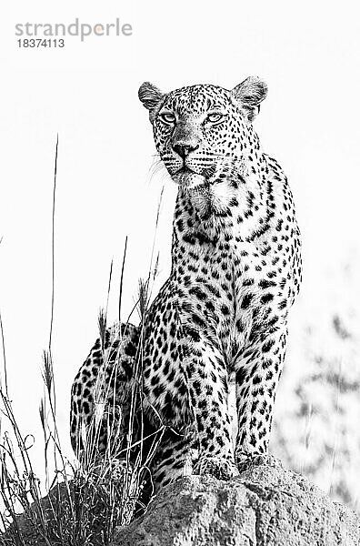 Ein Leopard  Panthera pardus  sitzt auf einem Termitenhügel und starrt in Schwarz und Weiß in die Ferne.