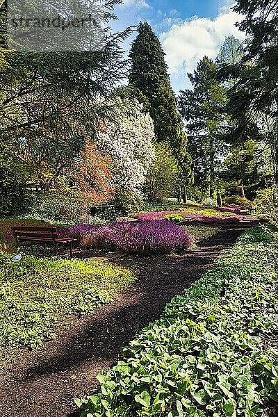 Spazierweg durch blühenden Heidegarten  sonniges Frühlingswetter  Botanischer Garten Bielefeld  Ostwestfalen-Lippe  Nordrhein-Westfalen  Deutschland  Europa