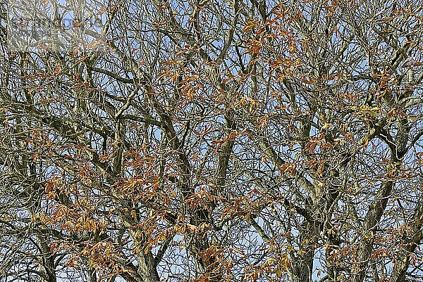 Rosskastanie (Aesculus hippocastanum)  Baumkrone mit Herbstlaub  Greetsiel  Nordsee  Niedersachsen  Deutschland  Europa