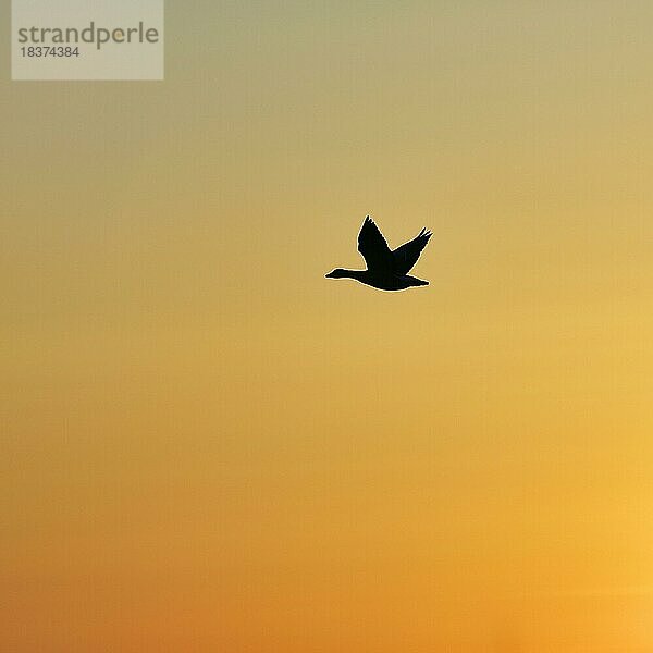 Silhouette einer fliegenden Gans am Abendhimmel  Steinhude  Steinhuder Meer  Niedersachsen  Deutschland  Europa