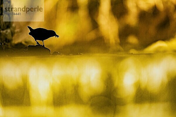 Wasseramsel (Cinclus cinclus) adult  Altvogel auf einem Stein mit Köcherfliegen (Trichoptera) im Schnabel  Bach  Nahrungsuche  Gegenlicht  Umriss  Silhouette  vor farbigem Hintergrund  warmes Abendlicht  Mittelgebirgsbach  Teutoburger Wald  Niedersachen  Deuschland