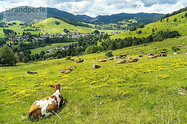 Landschaft mit Kühen  blühenden Wiesen  Bäumen  Wald und einem Dorf  Sonnenschein  Bernau im Schwarzwald  Baden-Württemberg  Deutschland  Europa