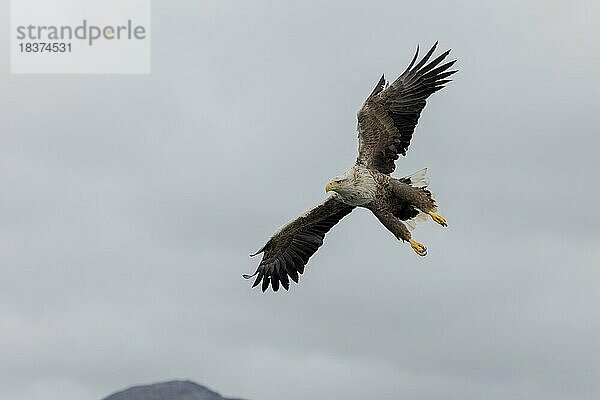 Seeadler (Haliaeetus albicilla)  adult  Sturzflug  Anflug  Landeanflug  Vesteralen  Vesterålen  Nordnorwegen  Norwegen  Europa