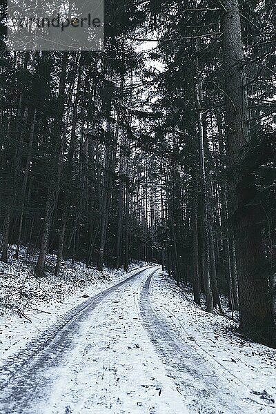 Waldweg mit Schnee  Ternitz  Niederösterreich  Österreich  Europa