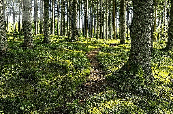 Ein schmaler Wanderweg im Wald  Nadelbäumdie Sonne scheint  Schwarzwald  Baden-Württemberg  Deutschland  Europa