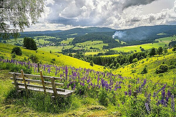 Landschaft mit blühenden Wiesen  Lupinen (Lupinus)  Bäumen  Wald und einem Dorf  im Vordergrund eine Holzbank  Sonnenschein  Bernau im Schwarzwald  Baden-Württemberg  Deutschland  Europa