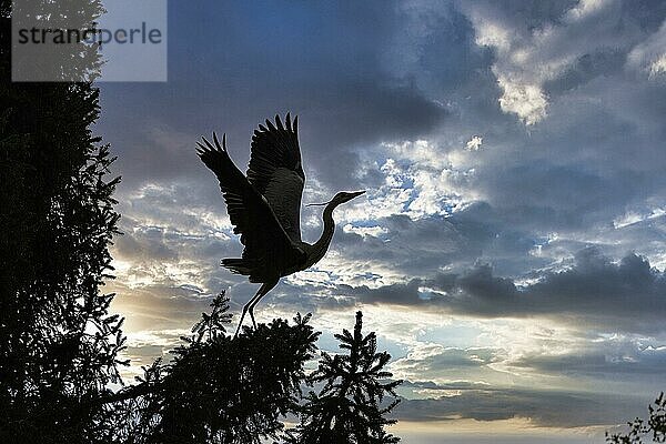 Graureiher  Fischreiher (Ardea cinerea) im Baum  fliegt los  Silhouette vor Abendhimmel  Deutschland  Europa