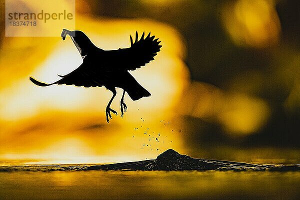 Wasseramsel (Cinclus cinclus) adult  Altvogel von einem Stein auffliegend  mit Köcherfliegen (Trichoptera) im Schnabel  Bach  Nahrungsuche  Gegenlicht  Bewegungsunschärfe  Umriss  Silhouette  vor farbigem Hintergrund  warmes Abendlicht  spritzendes Wasser  Mittelgebirgsbach  Teutoburger Wald  Niedersachen  Deuschland